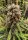 Dutch Passion - Strawberry Cough® - 3 Stk feminisiert