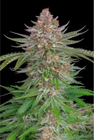 420 Fast Buds - Strawberry Pie Auto - 3 Stk fem.