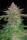 420 Fast Buds - Strawberry Pie Auto - 3 Stk fem.