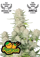 420 Fast Buds - Apricot Auto