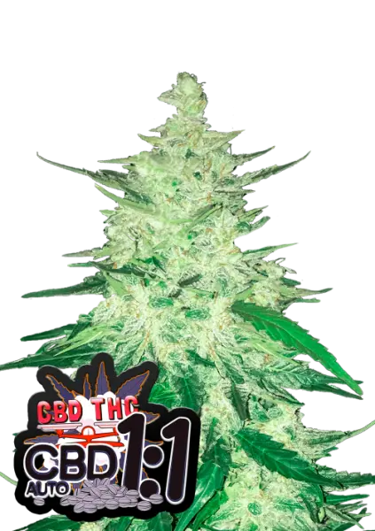 420 Fast Buds - CBD Auto 1:1 CBD Crack