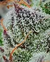 Barneys Farm - Black Cherry Gushers - 3 Stk feminisiert