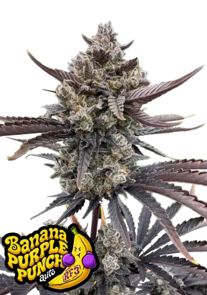 420 Fast Buds - Banana Purple Punch Auto RF3 - 3 Stk fem.