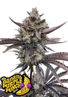 420 Fast Buds - Banana Purple Punch Auto RF3
