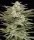 Humboldt Seed Company - Jelly Donutz - 3 Stk feminisiert