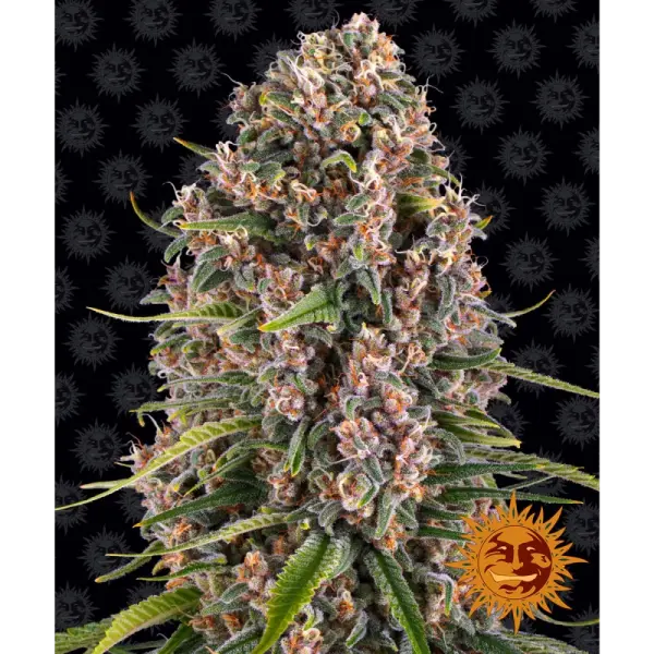 Barneys Farm - Blue Cheese - 3 Stk fem.