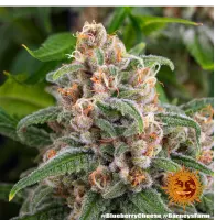 Barneys Farm - Blue Cheese - 3 Stk fem.