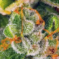 Barneys Farm - Blue Cheese - 3 Stk fem.