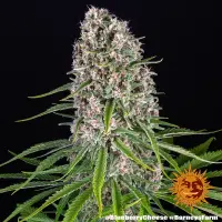 Barneys Farm - Blue Cheese - 3 Stk fem.