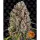 Barneys Farm - Blue Cheese - 3 Stk fem.