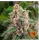 Barneys Farm - Blue Cheese - 3 Stk fem.