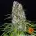 Barneys Farm - Blue Cheese - 3 Stk fem.