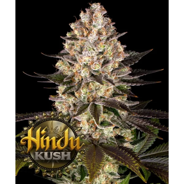 Barneys Farm - Hindu Kush - 3 Stk fem.