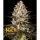 Barneys Farm - Hindu Kush - 3 Stk fem.