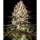 Barneys Farm - Hindu Kush - 3 Stk fem.