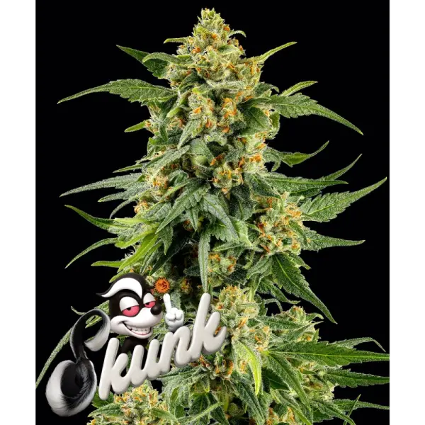 Barneys Farm - Skunk #1 - 3 Stk fem.