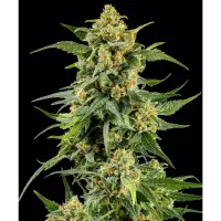 Barneys Farm - Skunk #1 - 3 Stk fem.