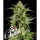Barneys Farm - Skunk #1 - 3 Stk fem.