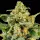 Barneys Farm - Skunk #1 - 3 Stk fem.