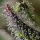 Barneys Farm - Skunk #1 - 3 Stk fem.