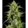 Barneys Farm - Skunk #1 - 3 Stk fem.