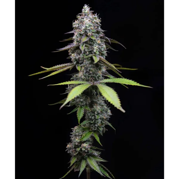 Barneys Farm - Zoap - 3 Stk fem.
