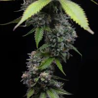 Barneys Farm - Zoap - 3 Stk fem.
