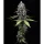Barneys Farm - Zoap - 3 Stk fem.