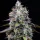 Barneys Farm - Zoap - 3 Stk fem.