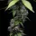 Barneys Farm - Zoap - 3 Stk fem.
