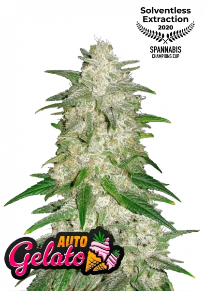 420 Fast Buds - Gelato Auto - 3 Stk feminisiert