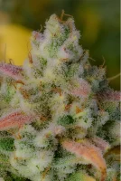 420 Fast Buds - Gelato Auto - 3 Stk feminisiert