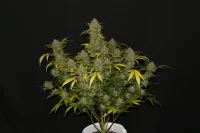420 Fast Buds - Gelato Auto - 3 Stk feminisiert
