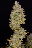 420 Fast Buds - Gelato Auto - 3 Stk feminisiert
