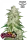 420 Fast Buds - Gelato Auto - 3 Stk feminisiert