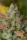 420 Fast Buds - Gelato Auto - 3 Stk feminisiert