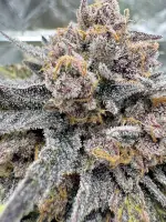 420 Fast Buds - Cherry Cola Auto RF3 - 1 Stk feminisiert