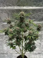 420 Fast Buds - Cherry Cola Auto RF3 - 1 Stk feminisiert