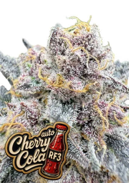 420 Fast Buds - Cherry Cola Auto RF3 - 3 Stk feminisiert