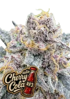 420 Fast Buds - Cherry Cola Auto RF3 - 3 Stk feminisiert