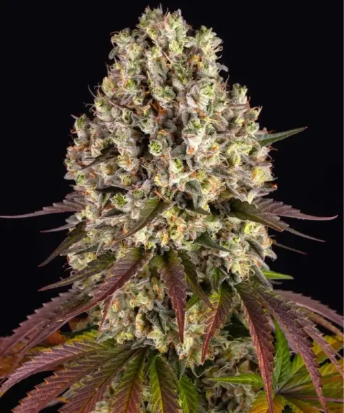 Barneys Farm - Sour Diesel - 3 Stk feminisiert