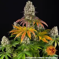 Barneys Farm - Sour Diesel - 3 Stk feminisiert