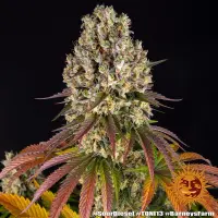 Barneys Farm - Sour Diesel - 3 Stk feminisiert