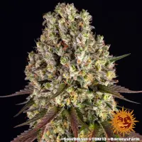 Barneys Farm - Sour Diesel - 3 Stk feminisiert