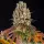 Barneys Farm - Sour Diesel - 3 Stk feminisiert