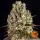 Barneys Farm - Sour Diesel - 3 Stk feminisiert