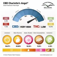 Dutch Passion - CBD Charlotte’s Angel® - 3 Stk feminisiert