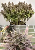 Dutch Passion - CBD Charlotte’s Angel® - 3 Stk feminisiert