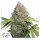 Dutch Passion - CBD Charlotte’s Angel® - 3 Stk feminisiert