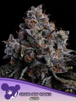 Anesia - Grape Pop Rocks Auto - 3 Stk